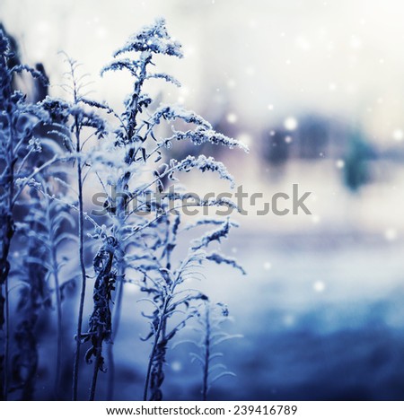 Winter landscape.Winter scene .Frozen flower