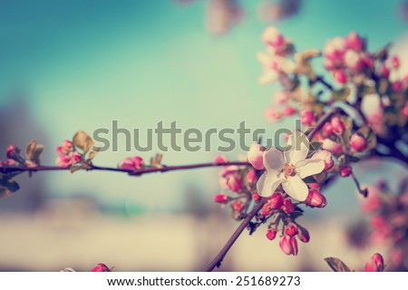 Blossom tree over nature background/ Spring flowers/Spring Background