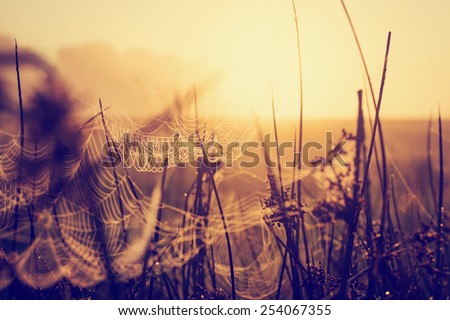spring background/ Morning Fresh Landscape with sunrise/ spring or summer nature background./selective focus