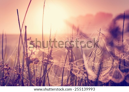 spring background/ Morning Fresh Landscape with sunrise/ spring or summer nature background./selective focus