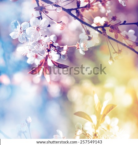 Spring blossoms over blurred nature background/ Spring flowers/Spring Background with bokeh