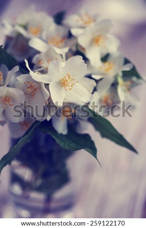 Jasmine flowers on nature spring background. selective focus on the middle jasmine flower.