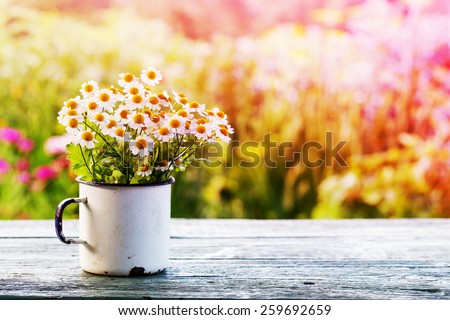 Summer or spring beautiful garden with daisy flowers