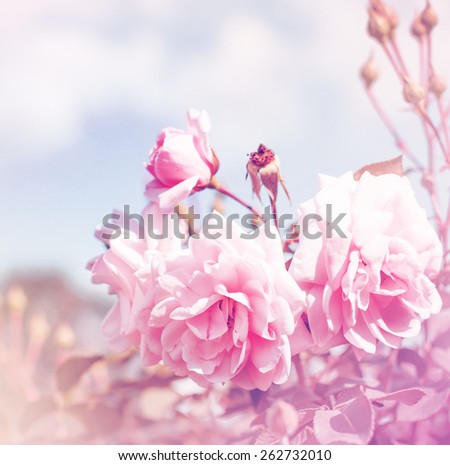pink roses, sweet soft color background/ beautiful flowers made with color filters