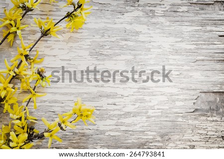 Blooming Forsythia/Spring background with yellow flowers tree brunches