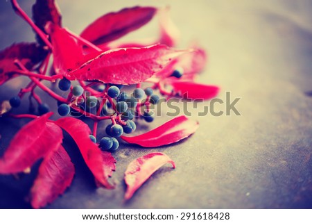 Autumn background/Autumn berries and leaves over wooden background/ Thanksgiving day concept
