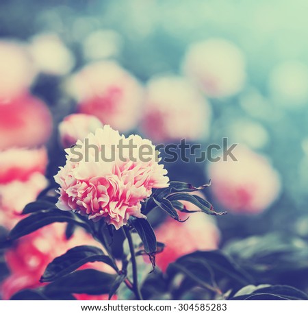 Vintage flower (peony)/Close up of a pink Japanese Peony flower in full bloom with sun blures.