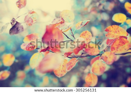 Colorful foliage in the autumn park/ Autumn leaves sky background/ Autumn Trees Leaves in vintage color