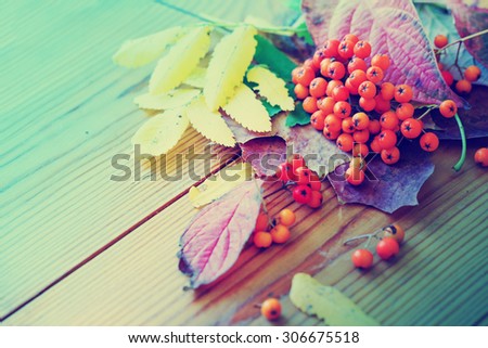Autumn background/ Autumn leaves and berry  over wooden background/Thanksgiving day concept