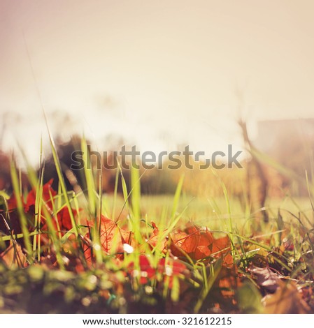 Colorful foliage in the autumn park/ Autumn leaves sky background/ Autumn Trees Leaves in vintage color / selective focus