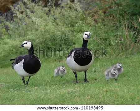 Bird family