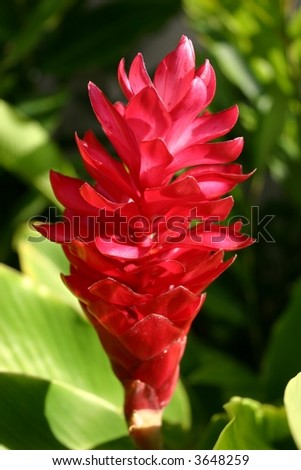 Tropical Ginger Plant