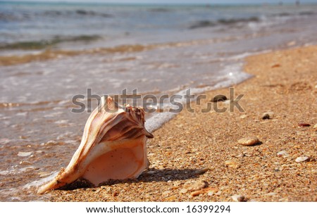 Lightning Whelk Sea Shell on the Beach