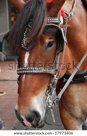 Savannah Carriage Horse