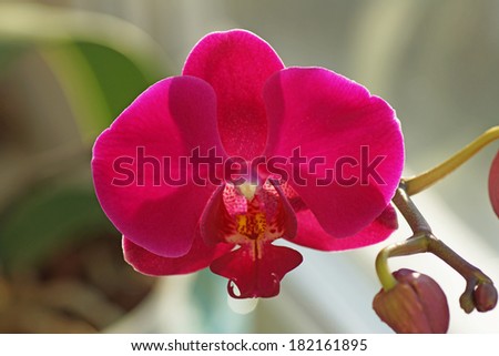 Pink orchid. Plants in the background.