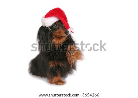 A cute dachshund in a Christmas Santa hat with raised paw.