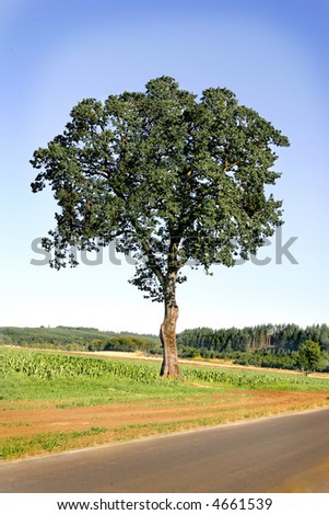A majestic oak tree stands alone in a field.