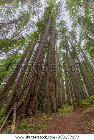 lady bird johnson grove, Redwoods National Park