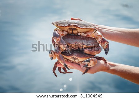 Three fresh crabs in human hands over water background. Outside shot. Norway.