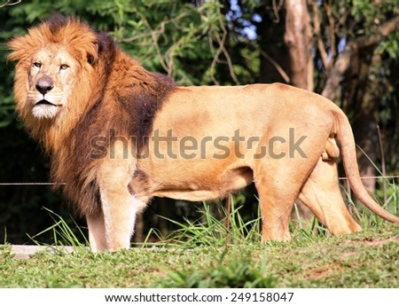 Lion at the zoo