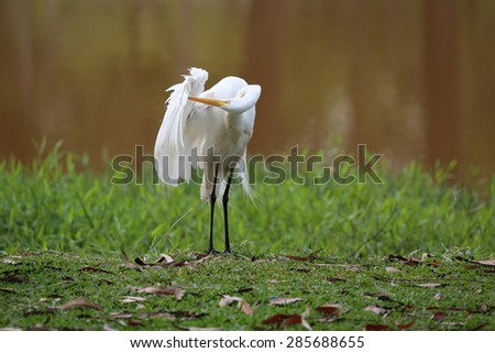 Great white egret at the lakeside