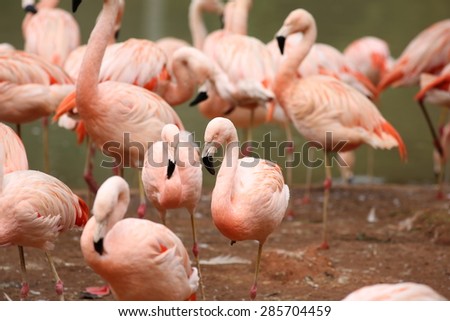 Flamingos at the lakeside