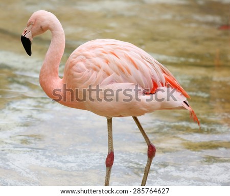 Flamingo in the lake