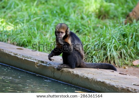 capuchin monkey at the lakeside