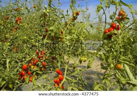 Greenhouse tomato cultivation in summer season
