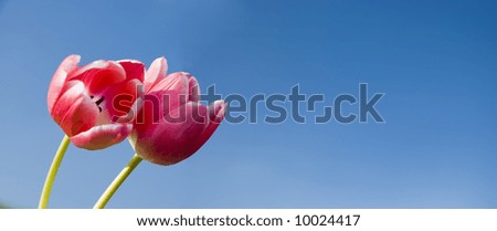 Two beautiful pink tulips in a spring sunny day. Space for text.