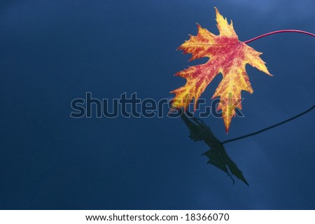 Autumn red maple leaf on the surface of a deep blue water.