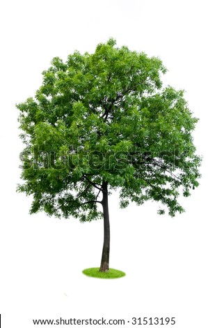stock photo Beautiful green tree isolated on white background