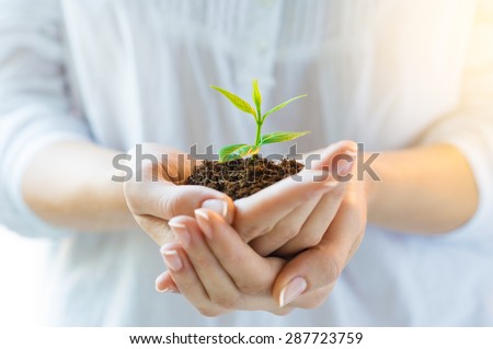 Closeup shot of a woman holding a green plant in palm of her hand. Close up hand holding a a young fresh sprout. Shallow depth of field with focus on seedling.