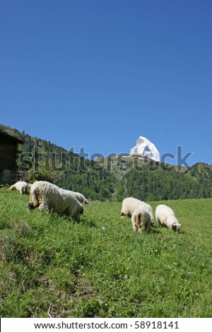 Sheeps at he beginning of a hike from the swiss town of Zermatt in the alps and Matterhorn in the background