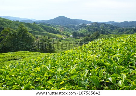 Tea plantation in The Cameron Highlands which is one of MalaysiaÃ¢Â?Â?s most extensive hill stations