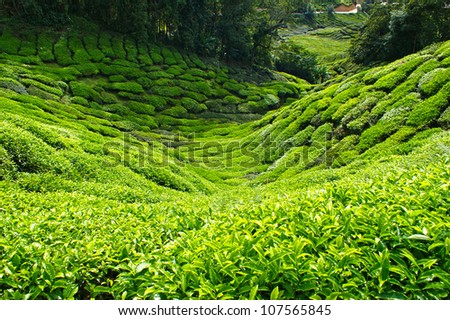 A part of the tea plantation in Cameron Highlands in Malaysia