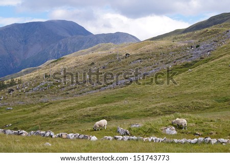 Ben Nevis and sheep in front seen at the end of The West Highland Way which is ScotlandÃ?Â´s first long distance route and still by far the most popular