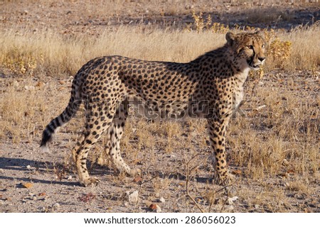 Wild cheetah seen in a game reserve close to Etosha National Park i Namibia