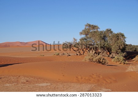 Dry landscape with sand dunes seen in Sossusvlei Park in Namibia