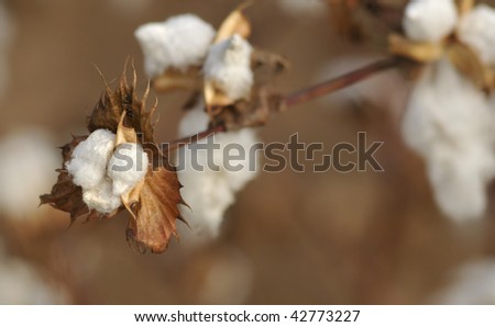 closeup of ripe cotton plant with the cotton field in the background