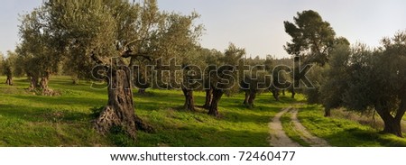 Grove of the ancient olive trees in Judea Hills, Israel
