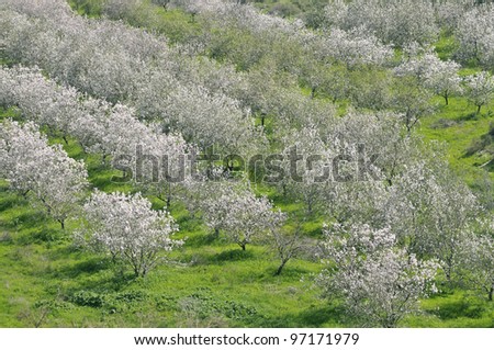 Almond Trees Grove Blossoming