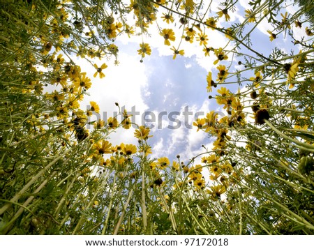 Chrysanth flowers and sky from below