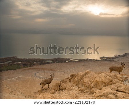Dead Sea coastline Panorama and Judea Desert Hills and wild goats