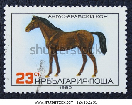 BULGARIA - CIRCA 1980: A stamp printed in the BULGARIA, shows anglo-arabian horse, circa 1980