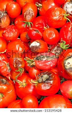 Many rotten tomatoes, covered with mold closeup