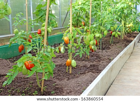 A lot of bushes of tomatoes in the greenhouse