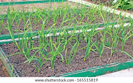 Vegetable beds for growing garlic. Young plants of garlic