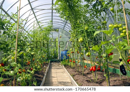 Growing tomatoes in the greenhouse made of transparent polycarbonate