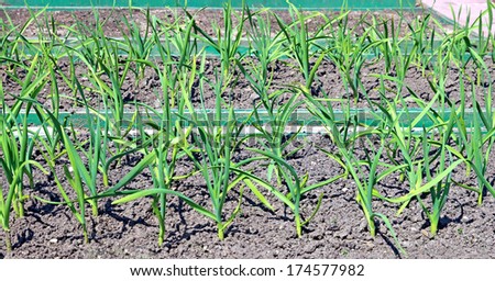 Vegetable beds for growing garlic on a sunny day